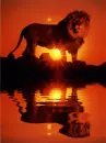 sunset lion