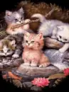 waterfall kittens