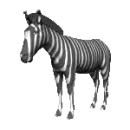 zebra