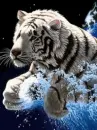 icewater tiger