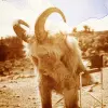 Where The Wild Things Are