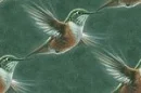 HUMMINGBIRDS