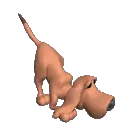 bloodhound sniffing