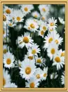 daisy sparkle