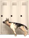 german shepard locker search