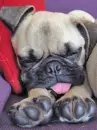 sleeping puppy