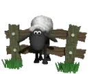 stuck sheep