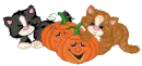 KITTENS