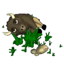 buffalo rolling in grass