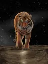 tiger on the moon