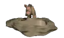 warthog drinking