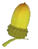 acorn