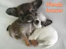 dogs