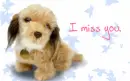 dogs