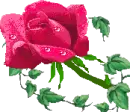rose