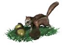 acorn squirrel