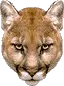 cougar avatar