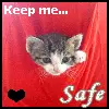 Cat in pocket 