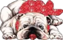 bulldog with bow