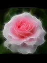 fragrant pink rose