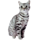 grey kitty