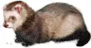 ferret