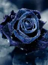 black twinkle rose