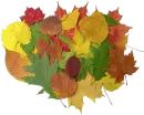 fall leaves