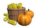 corn and pumpkins