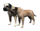 mastiff dogs