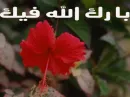 baraka allah fik