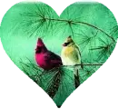 BIRDS