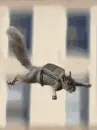 flying squirrel falling