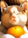 cat hugging a orange