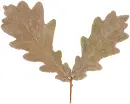 oak leaves