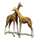 giraffes rubbing necks