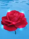 rose in the pool