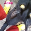 Jazz