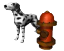 dalmation