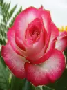 fresh bloom