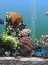 coral reef
