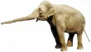 large elephant photo