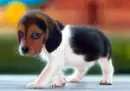 cute dog