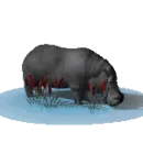hippo standing in water