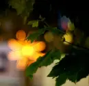 light