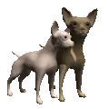 chihuahuas