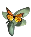 butterfly