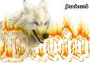 wolf - Dario