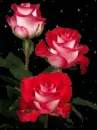 petal falling 