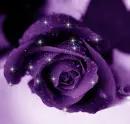 Purple Rose